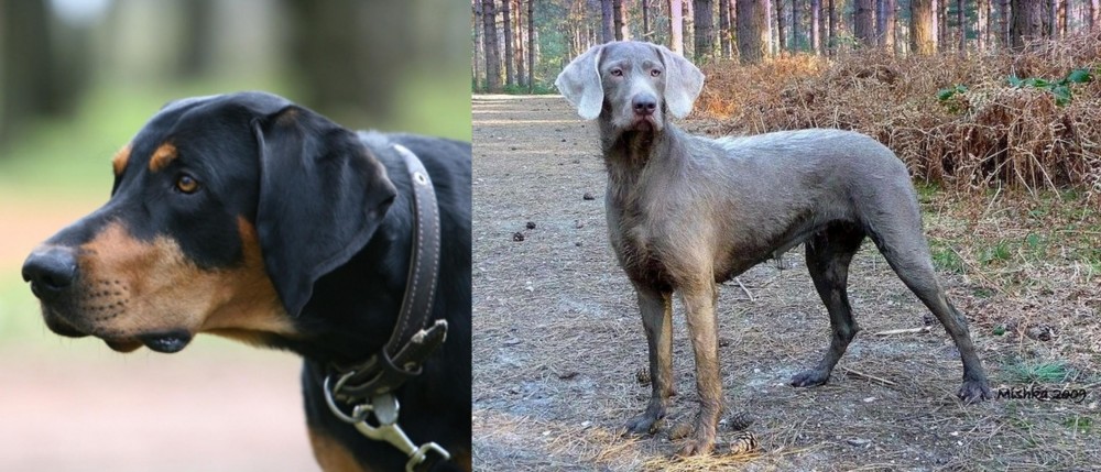 Slovensky Hrubosrsty Stavac vs Lithuanian Hound - Breed Comparison