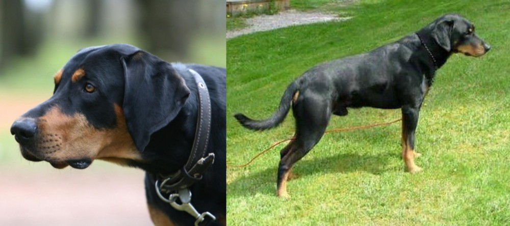 Smalandsstovare vs Lithuanian Hound - Breed Comparison