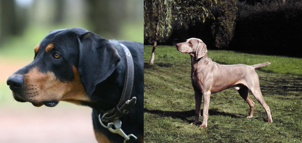 Smooth Haired Weimaraner vs Lithuanian Hound - Breed Comparison
