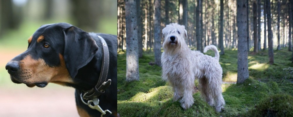 Soft-Coated Wheaten Terrier vs Lithuanian Hound - Breed Comparison