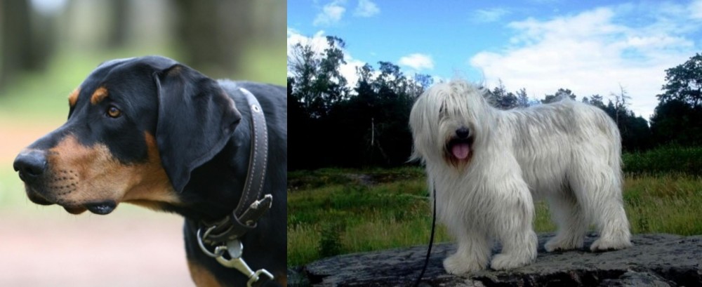South Russian Ovcharka vs Lithuanian Hound - Breed Comparison
