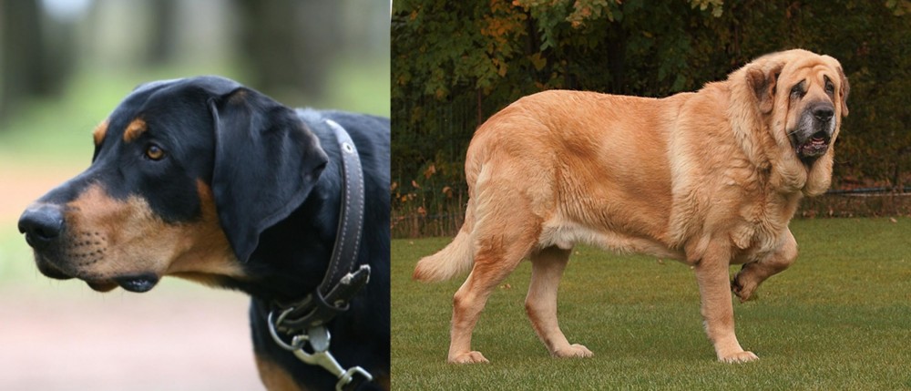 Spanish Mastiff vs Lithuanian Hound - Breed Comparison