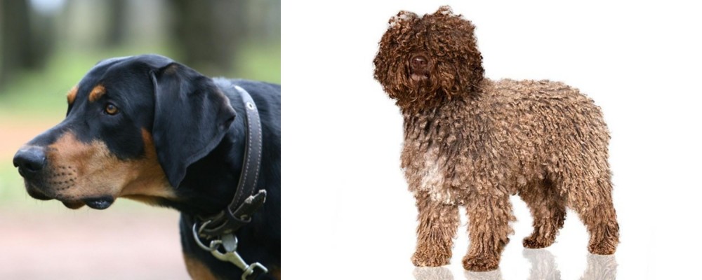 Spanish Water Dog vs Lithuanian Hound - Breed Comparison