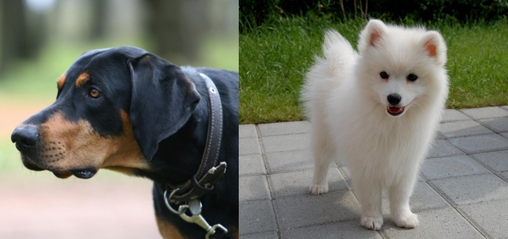 Spitz vs Lithuanian Hound - Breed Comparison