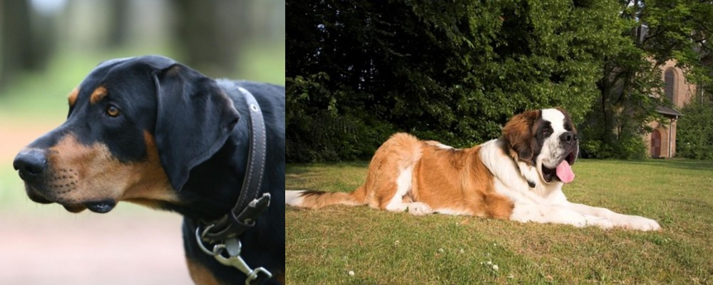 St. Bernard vs Lithuanian Hound - Breed Comparison