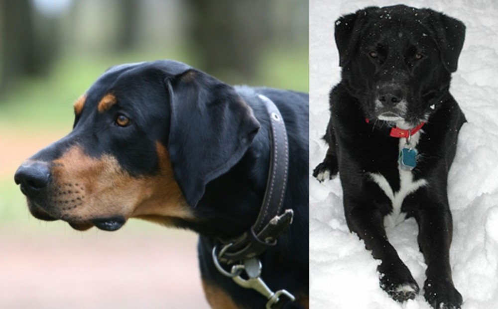 St. John's Water Dog vs Lithuanian Hound - Breed Comparison