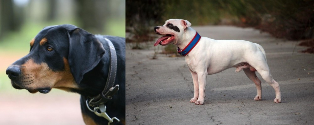 Staffordshire Bull Terrier vs Lithuanian Hound - Breed Comparison