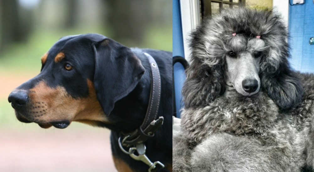 Standard Poodle vs Lithuanian Hound - Breed Comparison