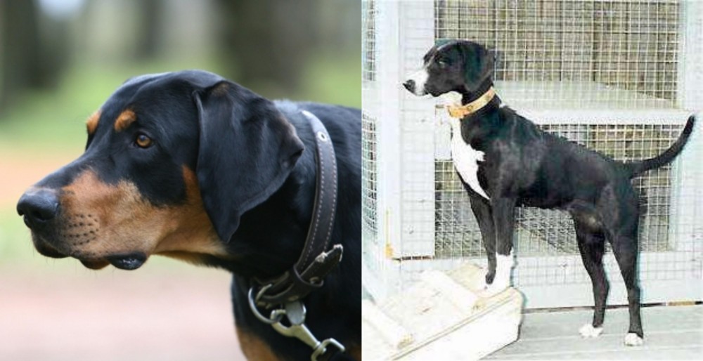 Stephens Stock vs Lithuanian Hound - Breed Comparison