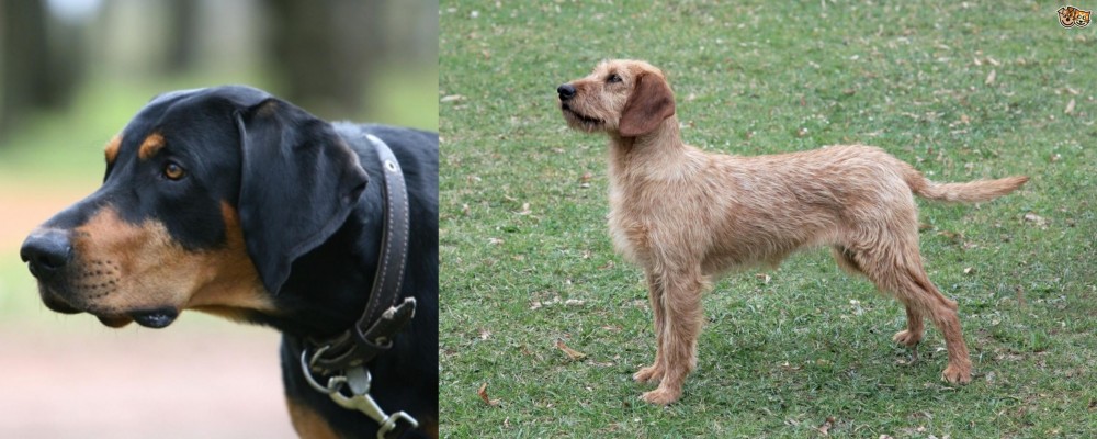 Styrian Coarse Haired Hound vs Lithuanian Hound - Breed Comparison