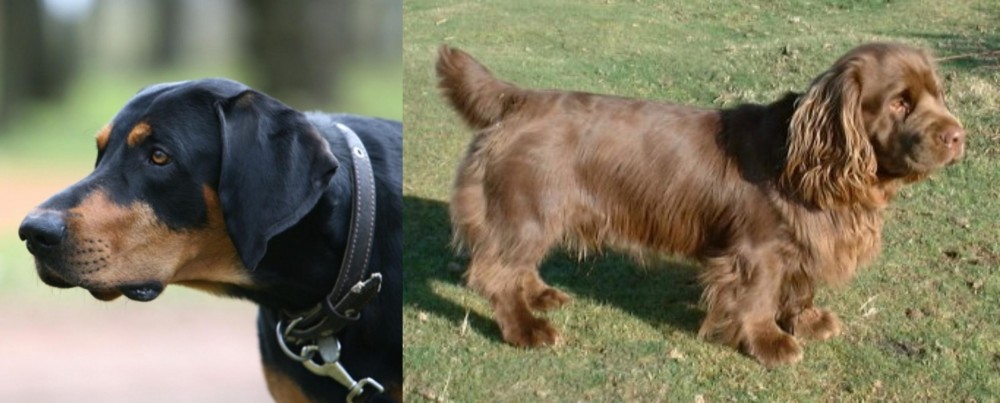 Sussex Spaniel vs Lithuanian Hound - Breed Comparison