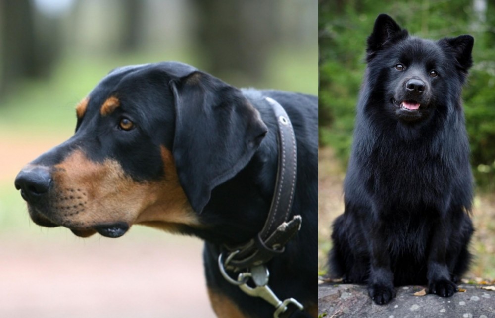 Swedish Lapphund vs Lithuanian Hound - Breed Comparison