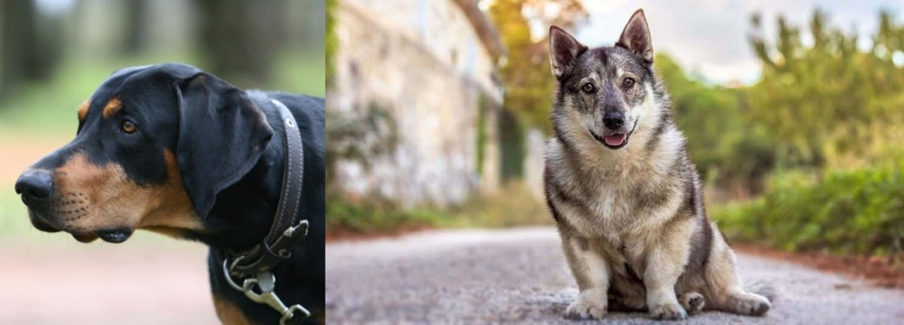 Swedish Vallhund vs Lithuanian Hound - Breed Comparison
