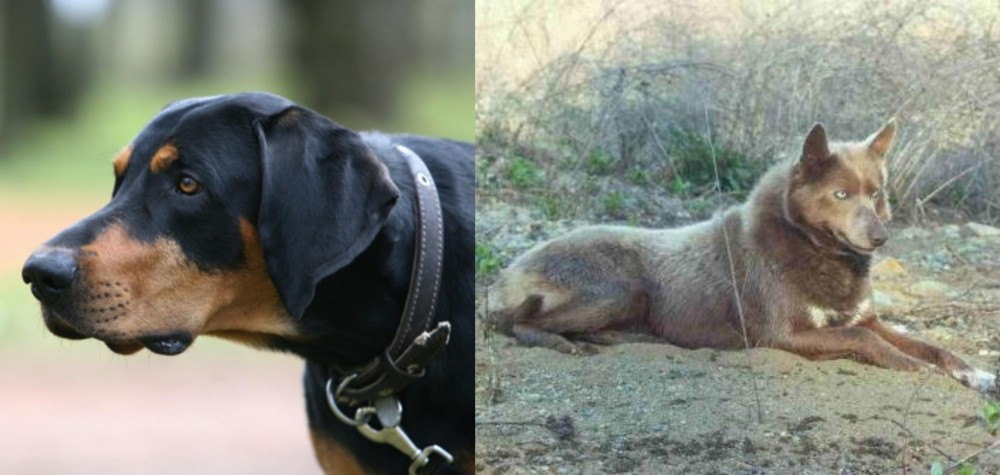 Tahltan Bear Dog vs Lithuanian Hound - Breed Comparison