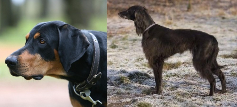 Taigan vs Lithuanian Hound - Breed Comparison