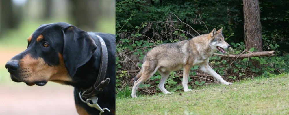 Tamaskan vs Lithuanian Hound - Breed Comparison