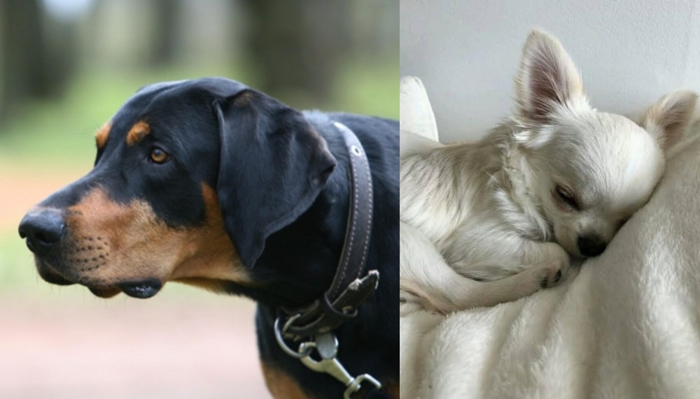 Tea Cup Chihuahua vs Lithuanian Hound - Breed Comparison