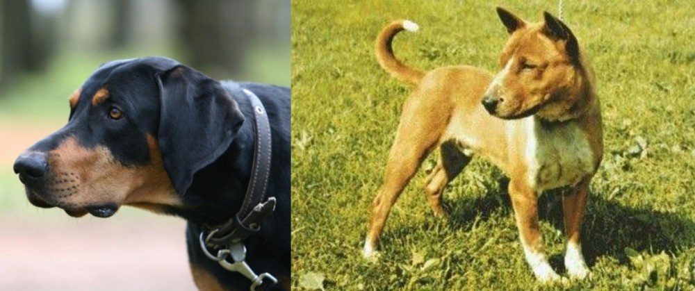 Telomian vs Lithuanian Hound - Breed Comparison