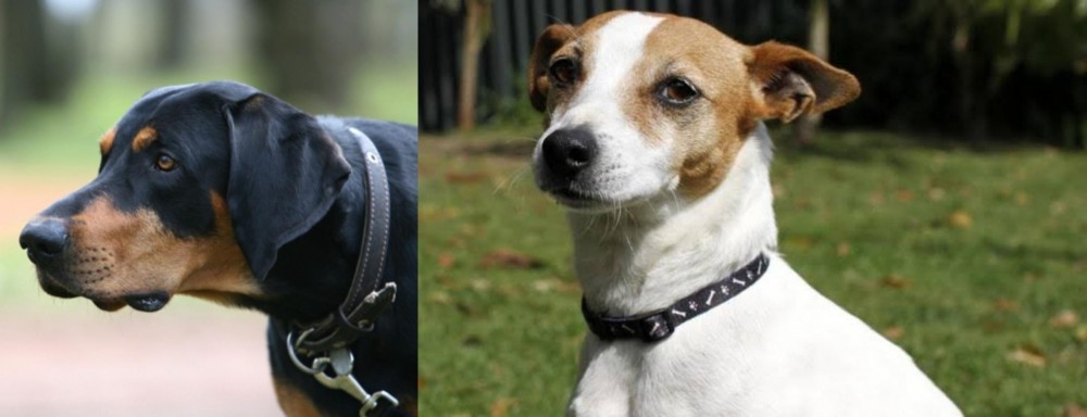 Tenterfield Terrier vs Lithuanian Hound - Breed Comparison