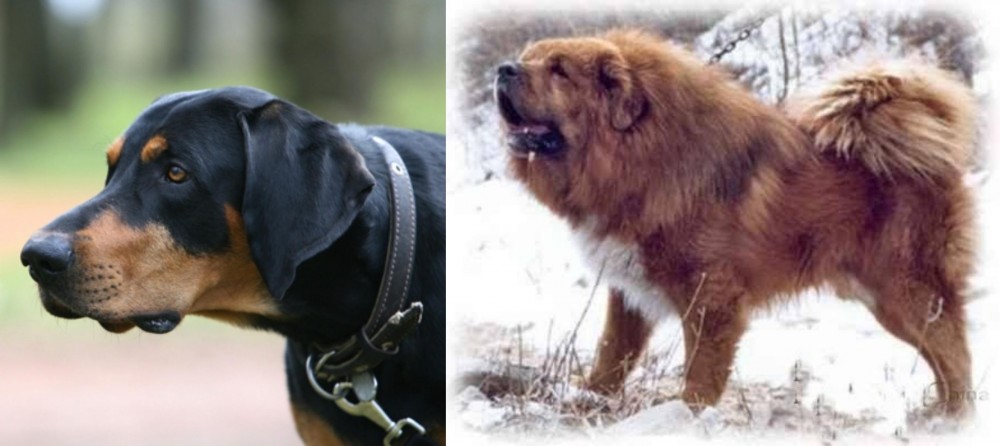 Tibetan Kyi Apso vs Lithuanian Hound - Breed Comparison