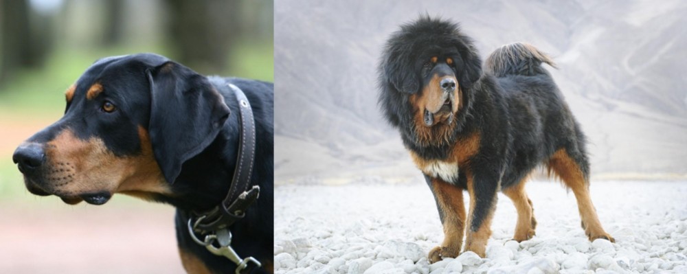 Tibetan Mastiff vs Lithuanian Hound - Breed Comparison