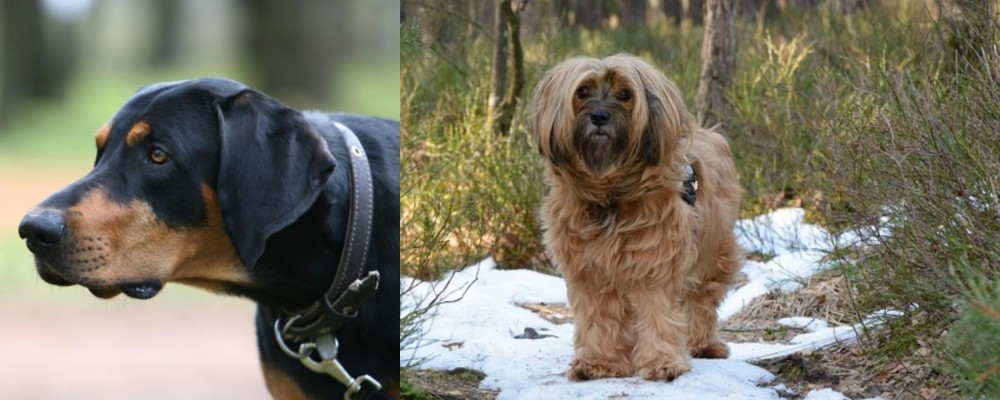 Tibetan Terrier vs Lithuanian Hound - Breed Comparison