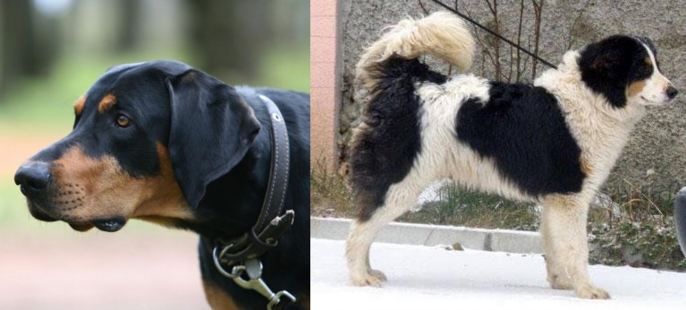 Tornjak vs Lithuanian Hound - Breed Comparison