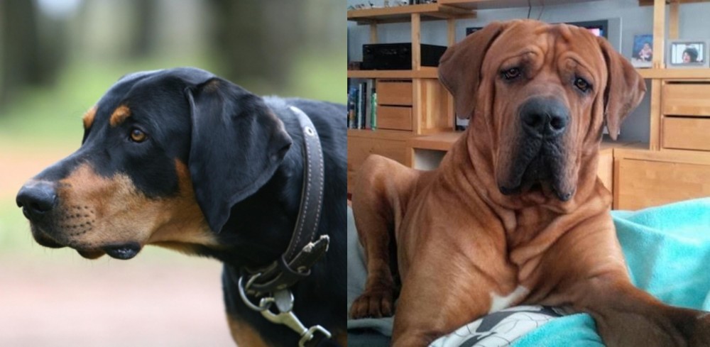 Tosa vs Lithuanian Hound - Breed Comparison