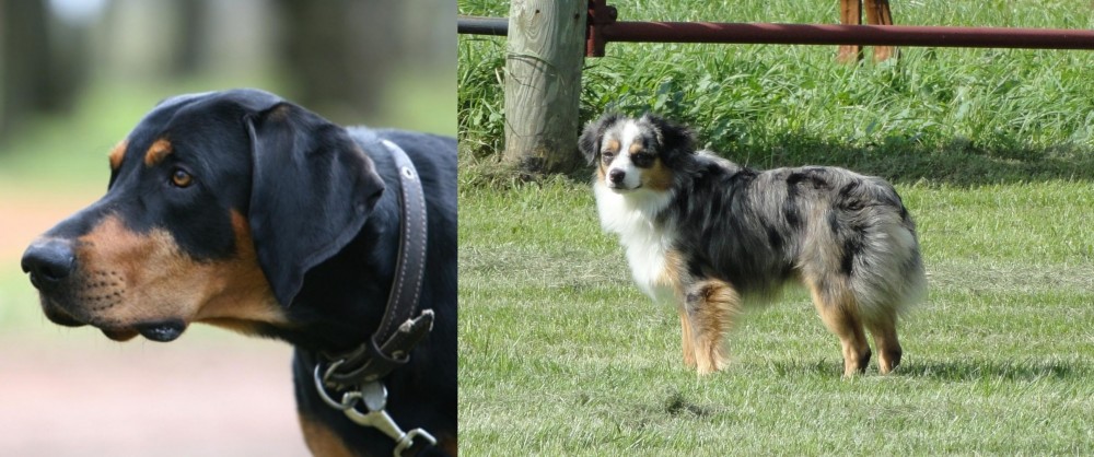 Toy Australian Shepherd vs Lithuanian Hound - Breed Comparison
