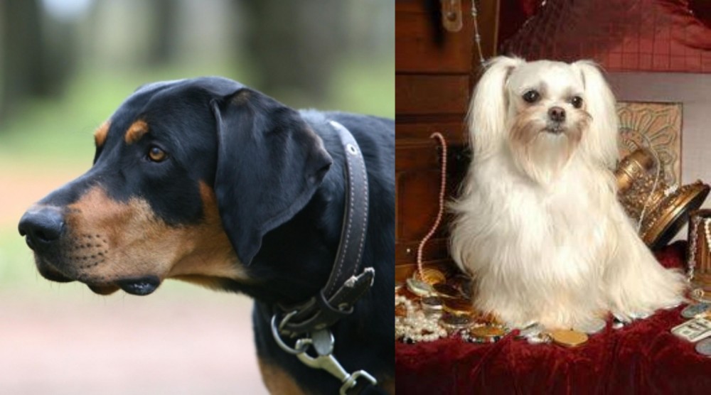 Toy Mi-Ki vs Lithuanian Hound - Breed Comparison