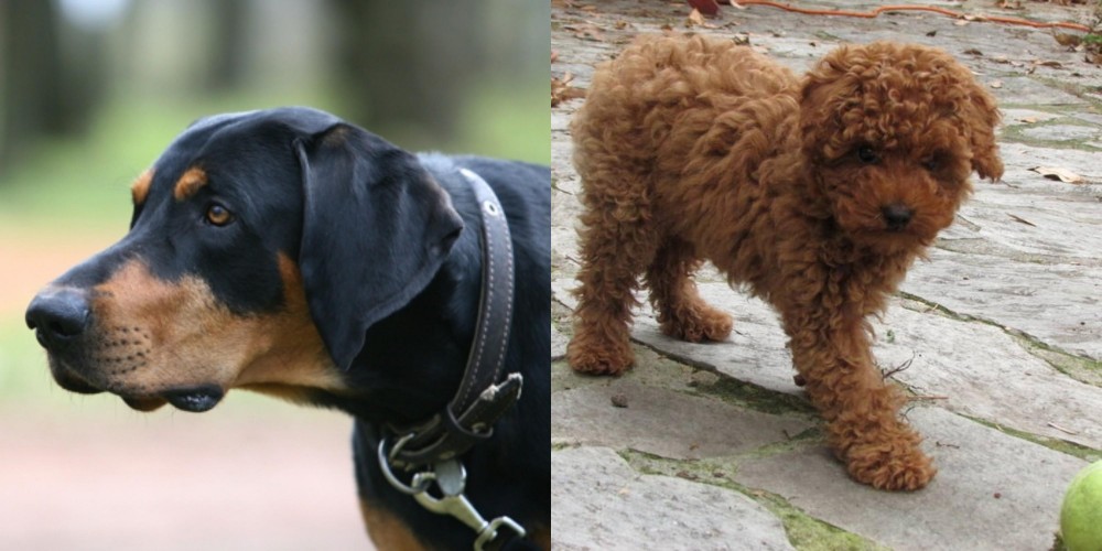 Toy Poodle vs Lithuanian Hound - Breed Comparison