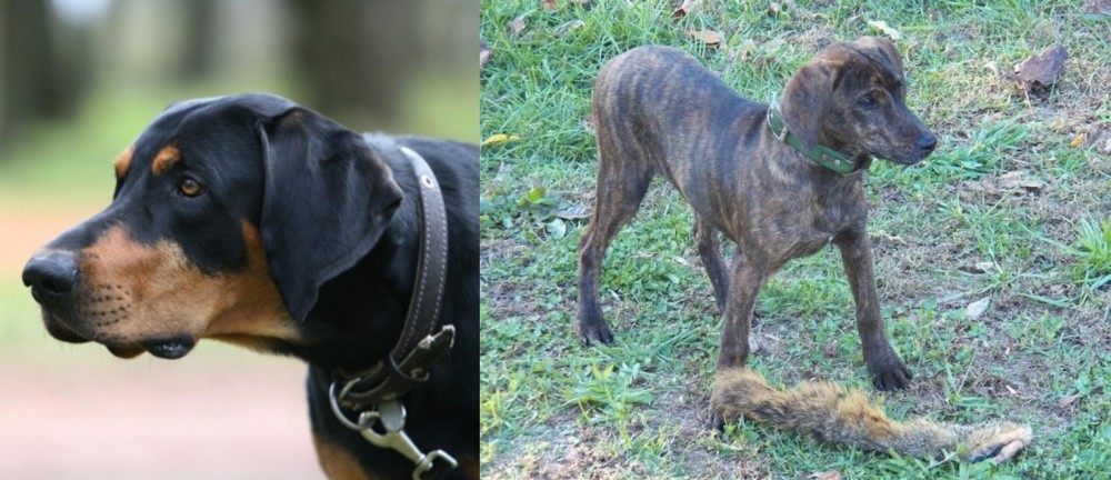 Treeing Cur vs Lithuanian Hound - Breed Comparison