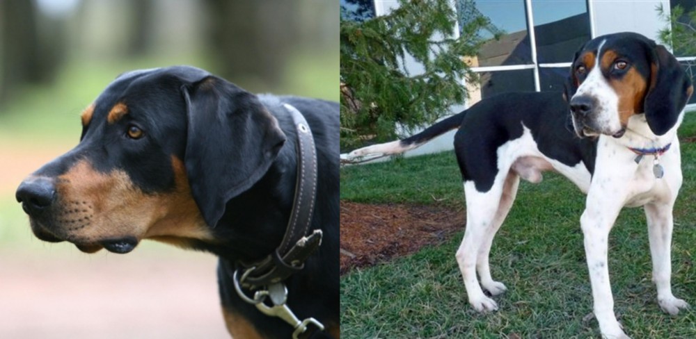 Treeing Walker Coonhound vs Lithuanian Hound - Breed Comparison
