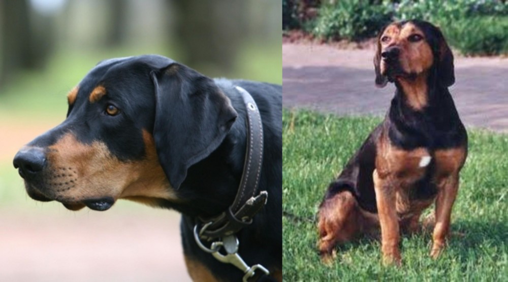 Tyrolean Hound vs Lithuanian Hound - Breed Comparison