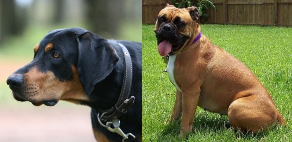 Valley Bulldog vs Lithuanian Hound - Breed Comparison