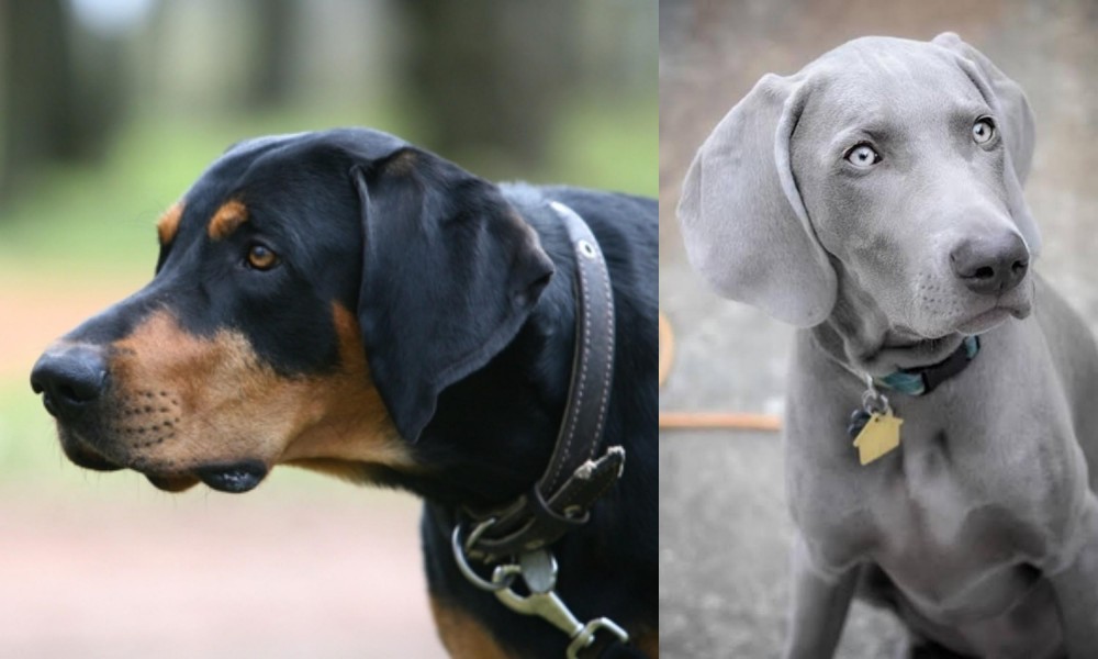 Weimaraner vs Lithuanian Hound - Breed Comparison