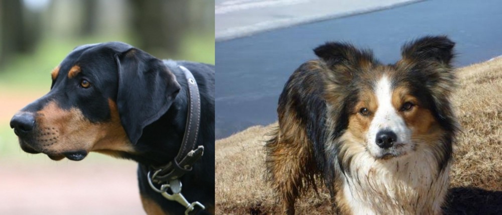 Welsh Sheepdog vs Lithuanian Hound - Breed Comparison
