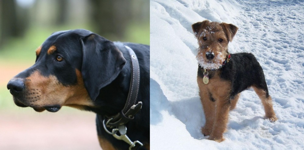Welsh Terrier vs Lithuanian Hound - Breed Comparison