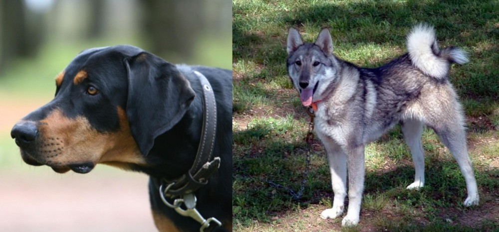 West Siberian Laika vs Lithuanian Hound - Breed Comparison