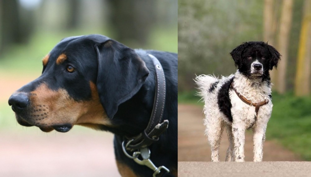 Wetterhoun vs Lithuanian Hound - Breed Comparison