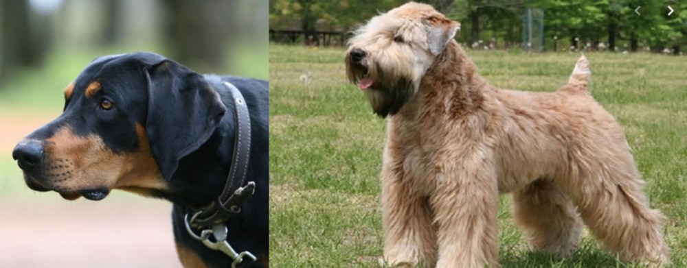 Wheaten Terrier vs Lithuanian Hound - Breed Comparison