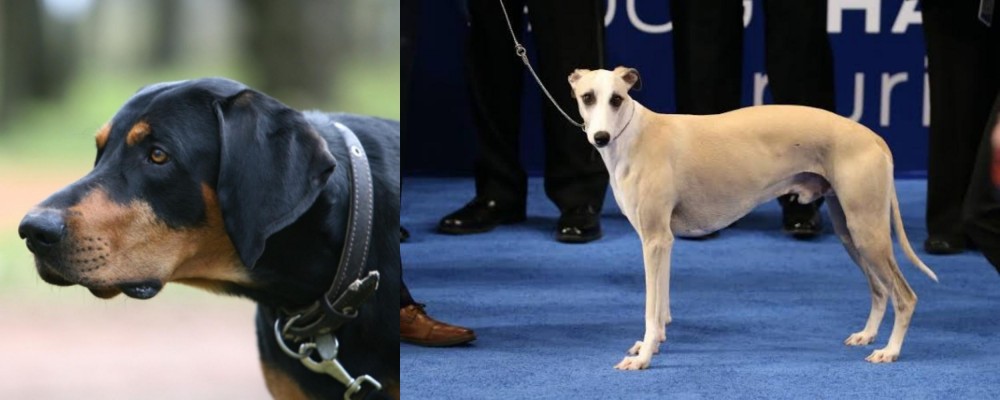 Whippet vs Lithuanian Hound - Breed Comparison