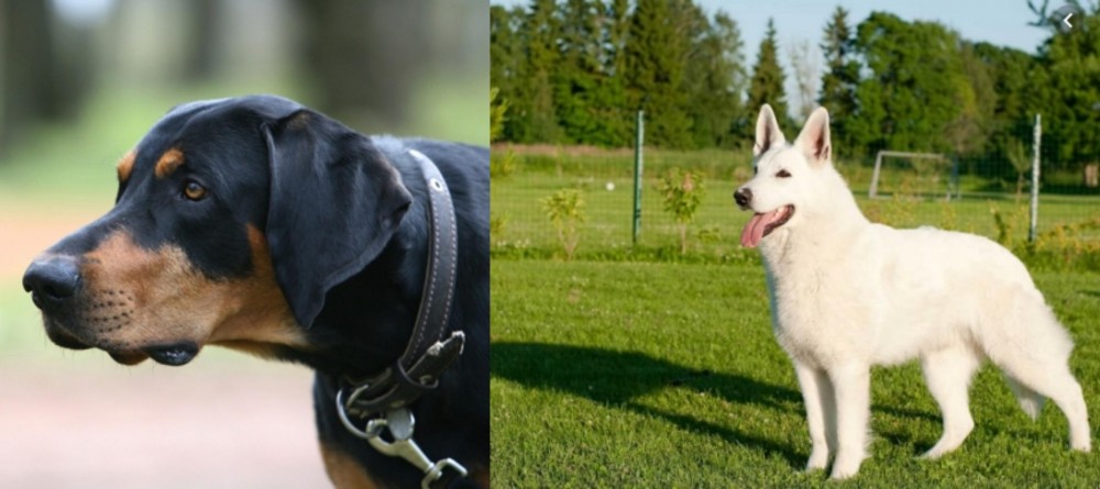 White Shepherd vs Lithuanian Hound - Breed Comparison
