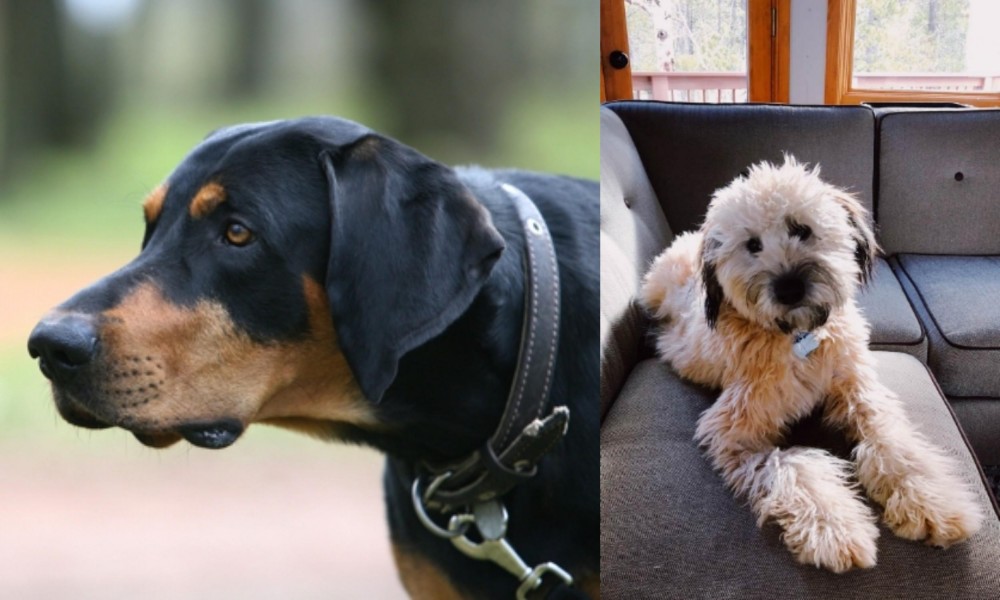 Whoodles vs Lithuanian Hound - Breed Comparison