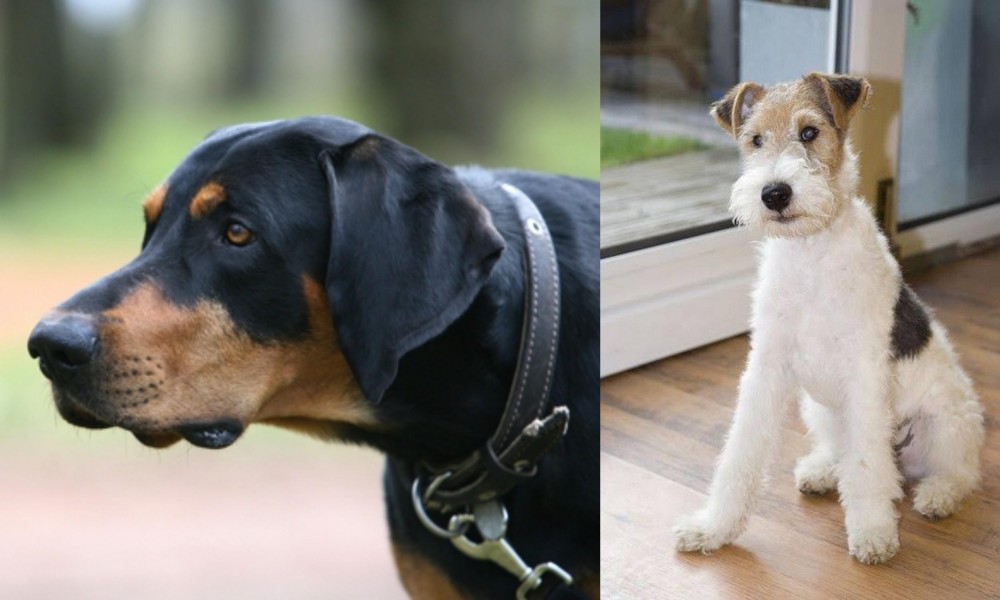 Wire Fox Terrier vs Lithuanian Hound - Breed Comparison