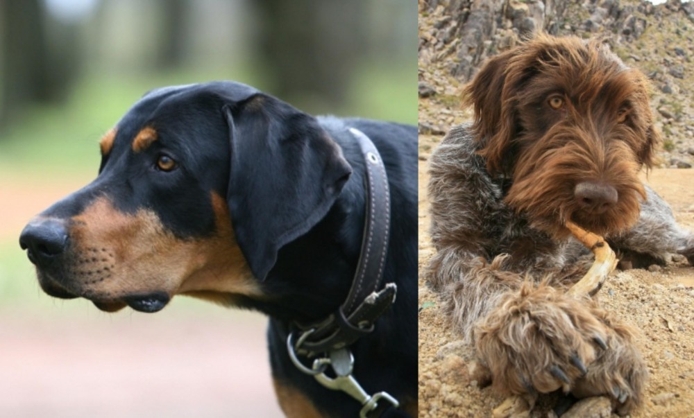 Wirehaired Pointing Griffon vs Lithuanian Hound - Breed Comparison