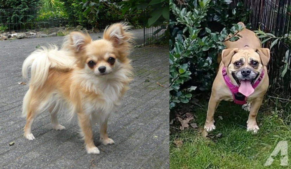 Beabull vs Long Haired Chihuahua - Breed Comparison