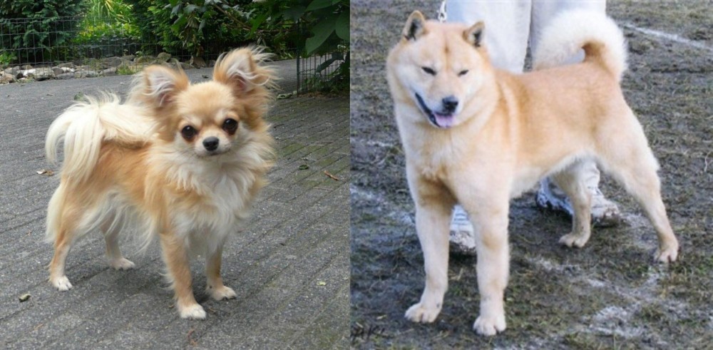 Hokkaido vs Long Haired Chihuahua - Breed Comparison