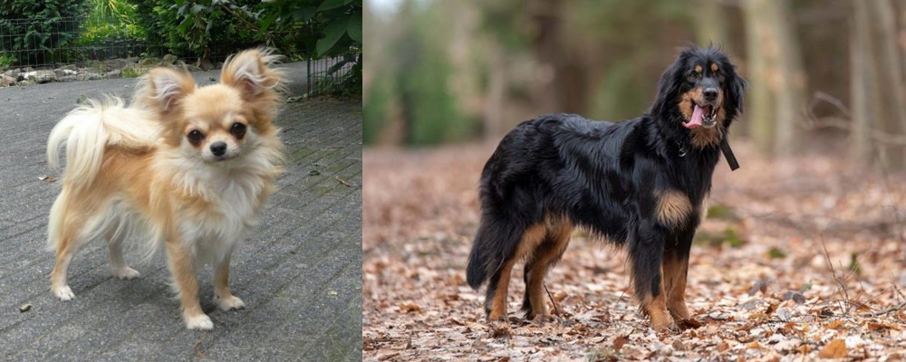 Hovawart vs Long Haired Chihuahua - Breed Comparison