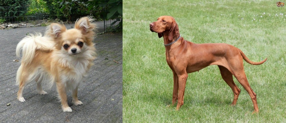 Hungarian Vizsla vs Long Haired Chihuahua - Breed Comparison